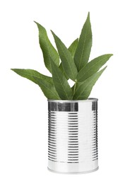 Photo of Recycling concept. Metal can with plant isolated on white