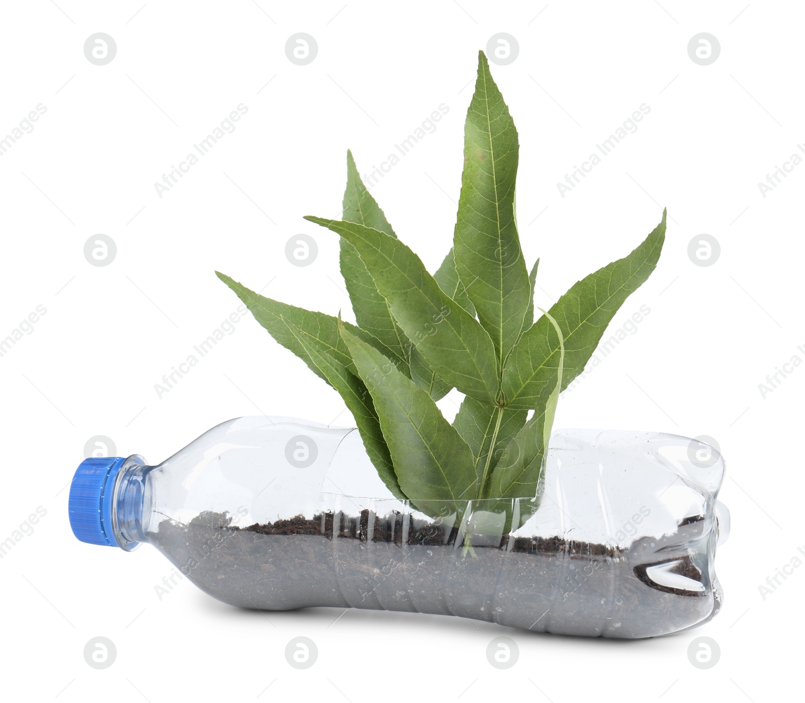 Photo of Recycling concept. Plastic bottle with plant isolated on white