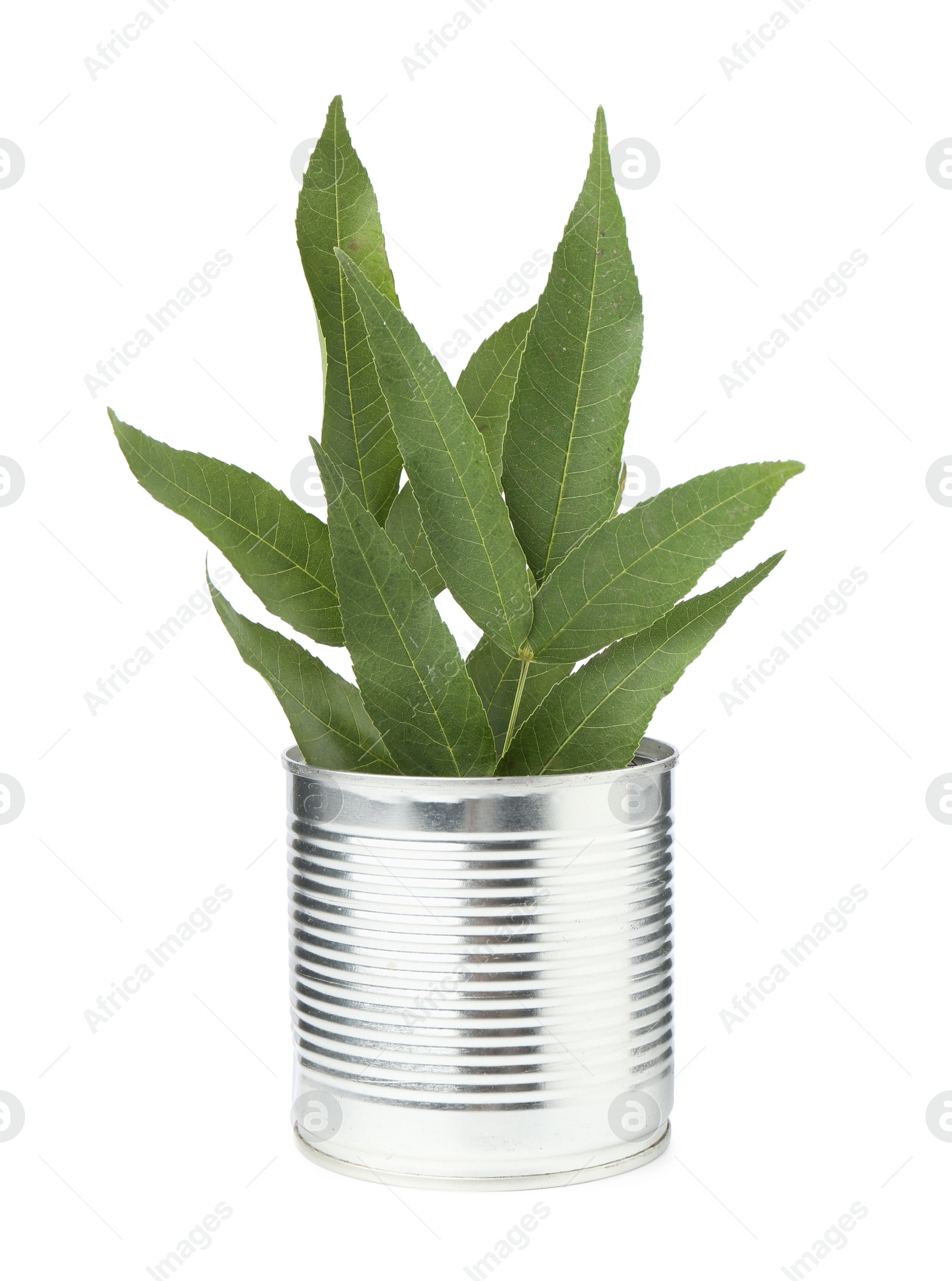 Photo of Recycling concept. Metal can with plant isolated on white