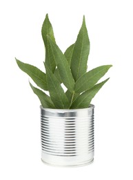 Photo of Recycling concept. Metal can with plant isolated on white