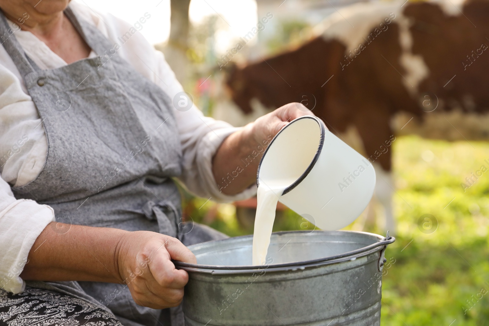 Photo of Senior woman pouring fresh milk into bucket outdoors, closeup