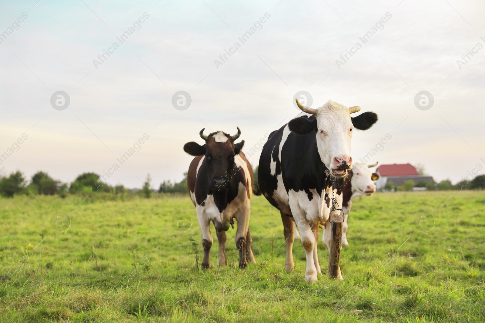 Photo of Beautiful cows grazing on green grass outdoors, space for text