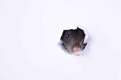 Photo of Cute rat looking through hole in white paper sheet