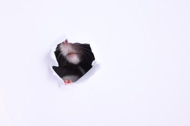 Cute rat looking through hole in white paper sheet