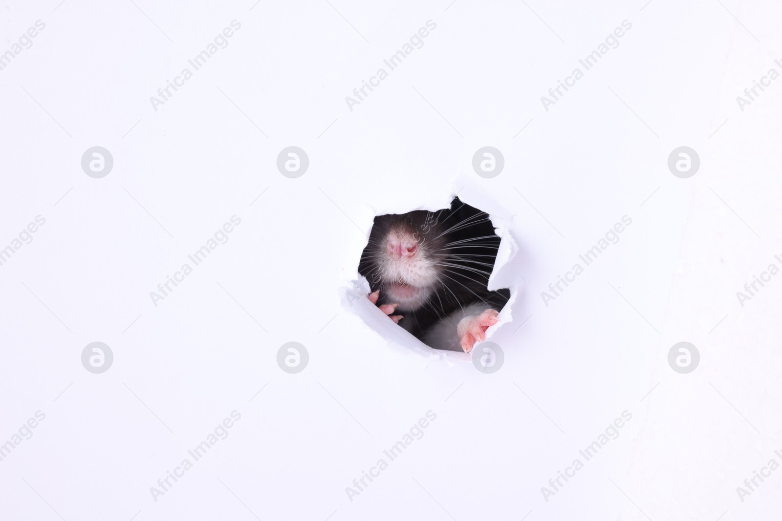 Photo of Cute rat looking through hole in white paper sheet