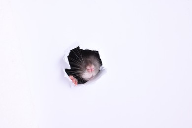 Photo of Cute rat looking through hole in white paper sheet