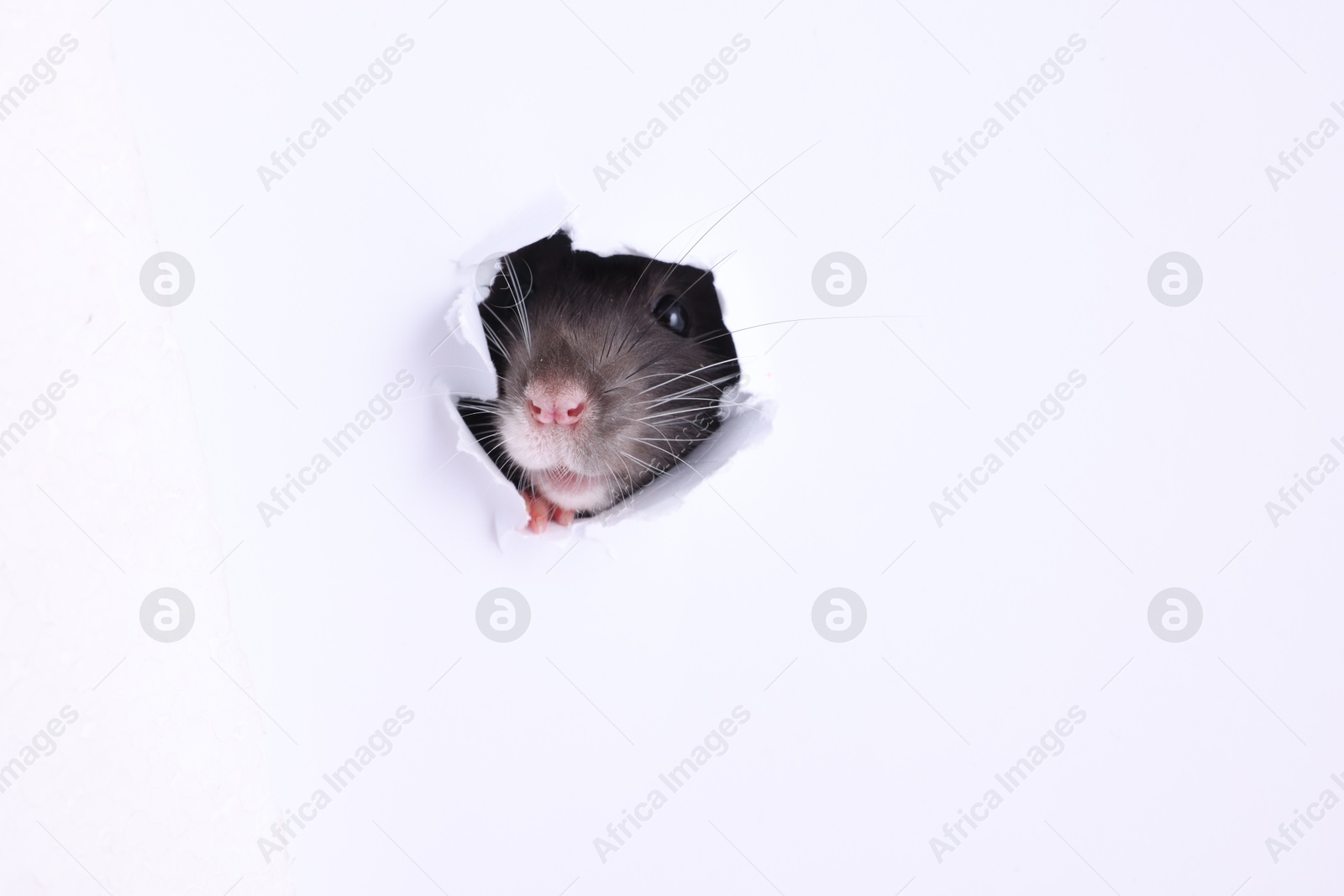 Photo of Cute rat looking through hole in white paper sheet