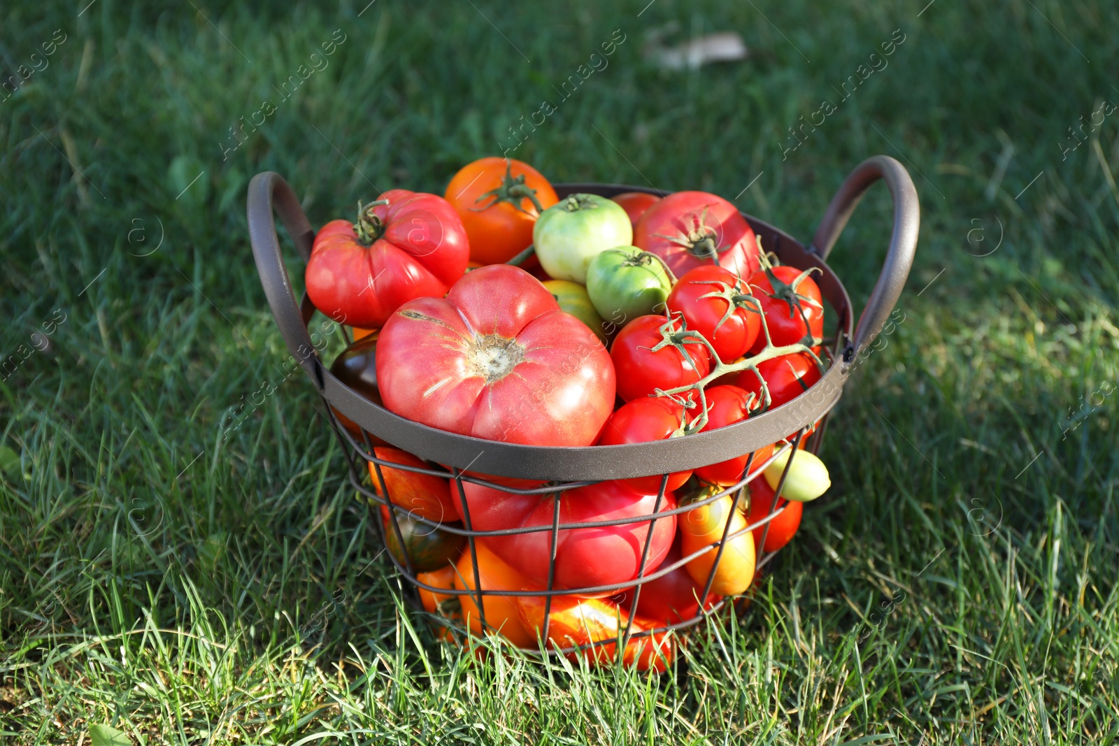 Photo of Different fresh tomatoes in metal basket on green grass outdoors