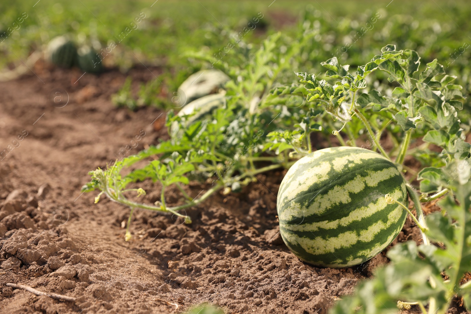 Photo of Ripe watermelon growing in field on sunny day