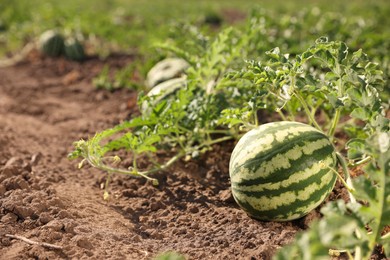 Photo of Ripe watermelon growing in field on sunny day