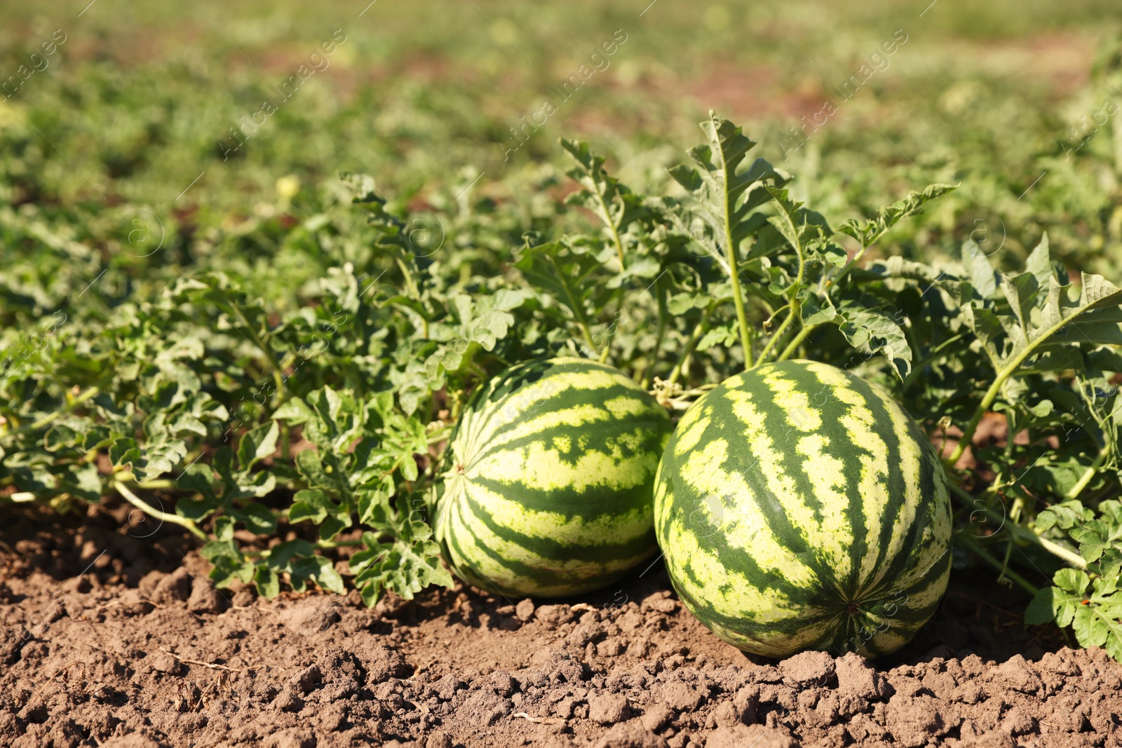 Photo of Ripe watermelons growing in field on sunny day