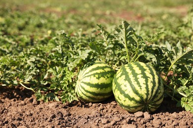 Ripe watermelons growing in field on sunny day