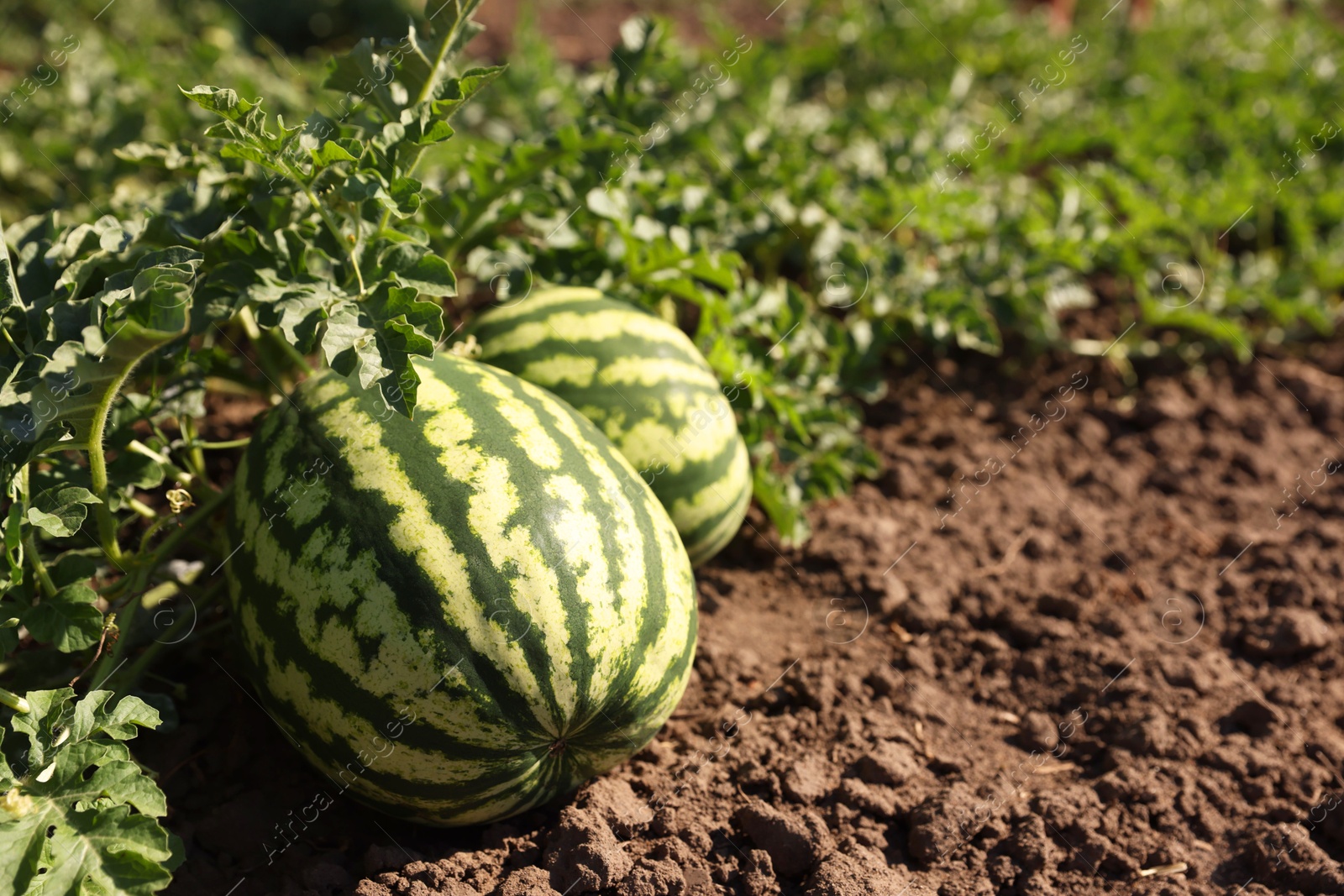 Photo of Ripe watermelons growing in field on sunny day, closeup. Space for text