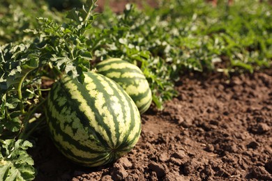 Ripe watermelons growing in field on sunny day, closeup. Space for text