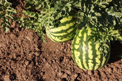 Photo of Ripe watermelons growing in field on sunny day, top view