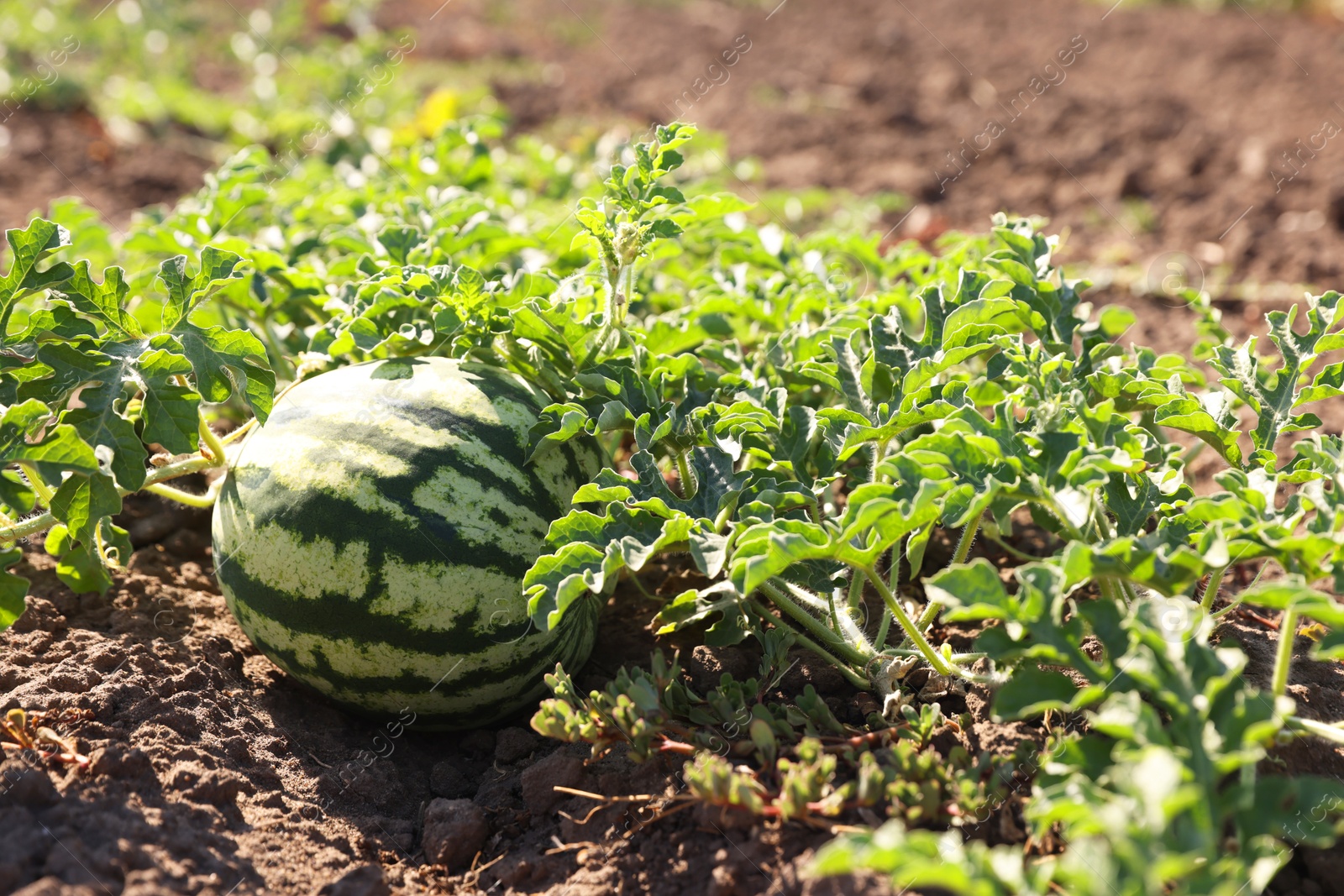 Photo of Ripe watermelon growing in field on sunny day