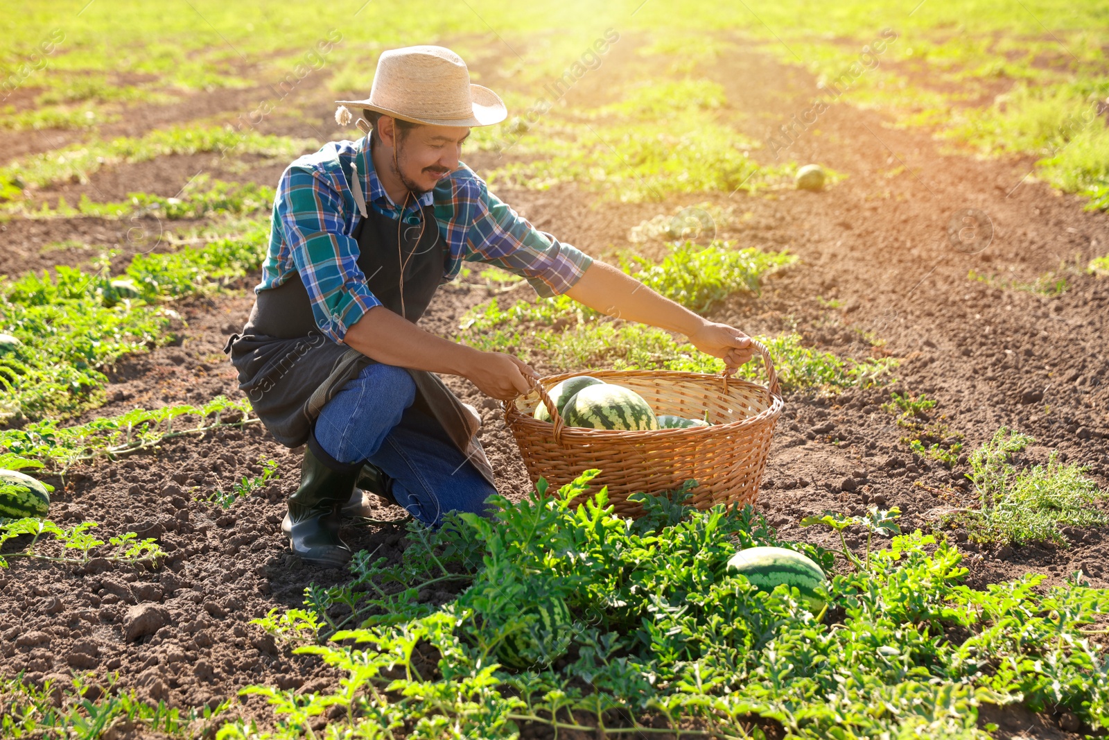 Photo of Man picking ripe watermelons in field on sunny day