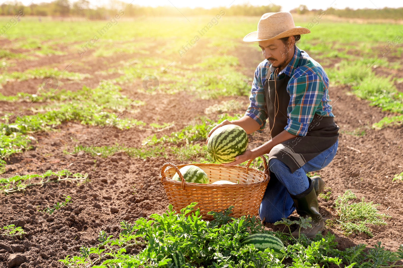 Photo of Man picking ripe watermelons in field on sunny day