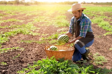 Man picking ripe watermelons in field on sunny day