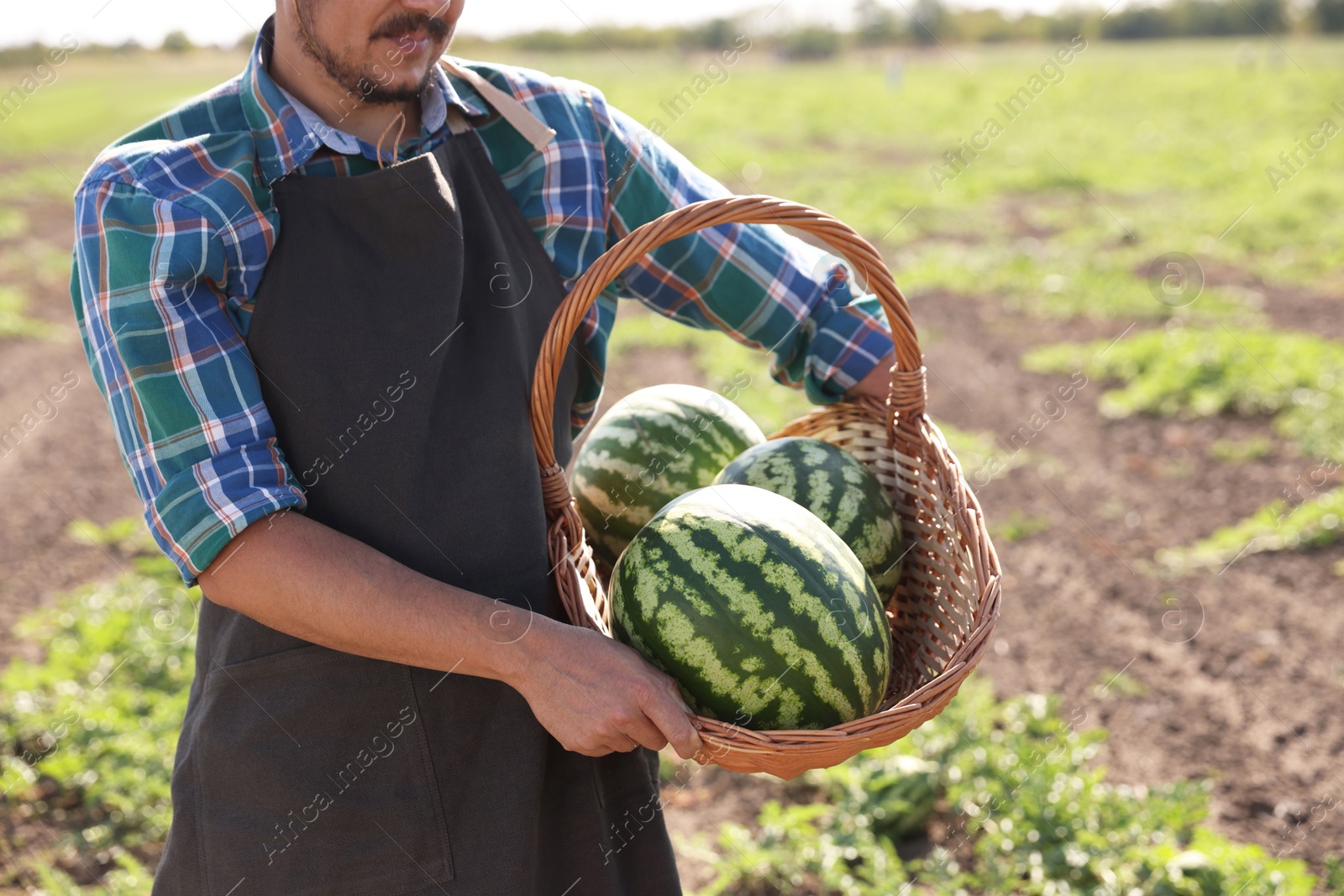 Photo of Man holding wicker basket with ripe watermelons in field, closeup