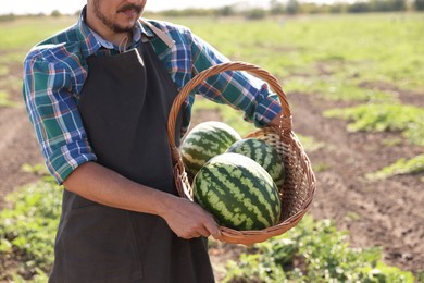 Man holding wicker basket with ripe watermelons in field, closeup