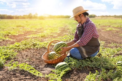 Photo of Man picking ripe watermelons in field on sunny day