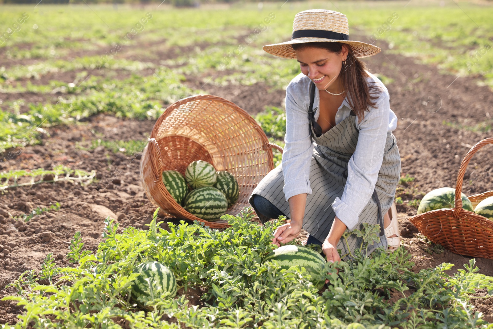 Photo of Woman picking ripe watermelons in field on sunny day