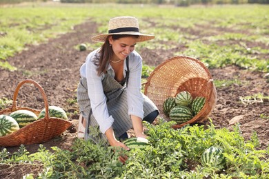 Woman picking ripe watermelons in field on sunny day