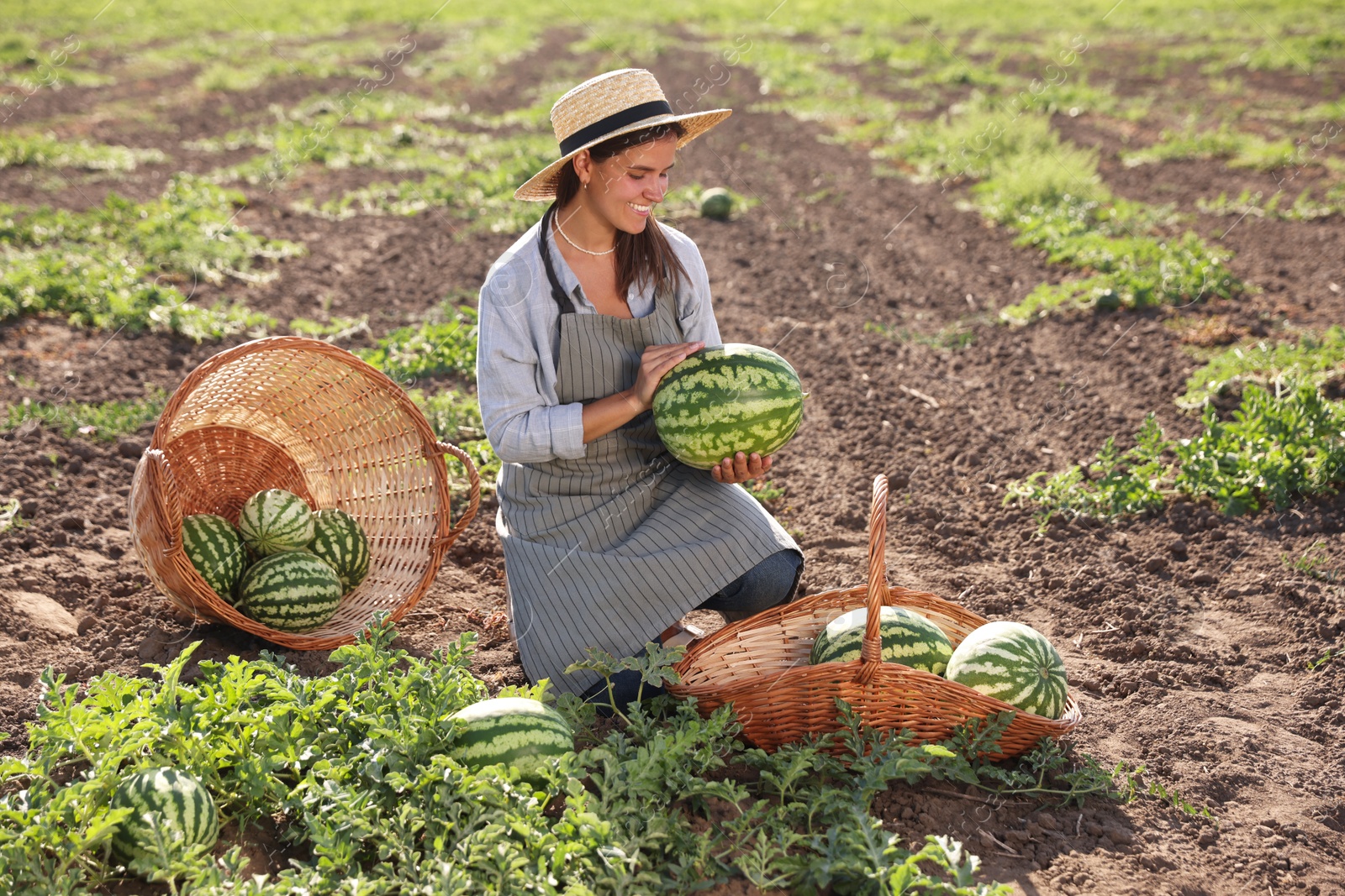 Photo of Woman picking ripe watermelons in field on sunny day