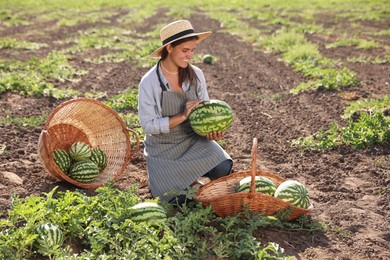 Woman picking ripe watermelons in field on sunny day