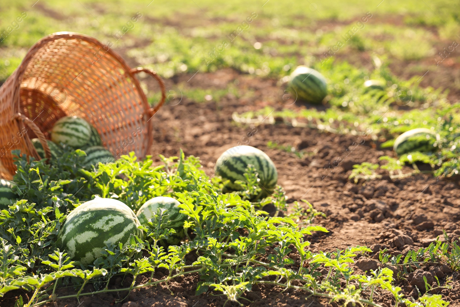 Photo of Overturned wicker basket with ripe watermelons in field on sunny day