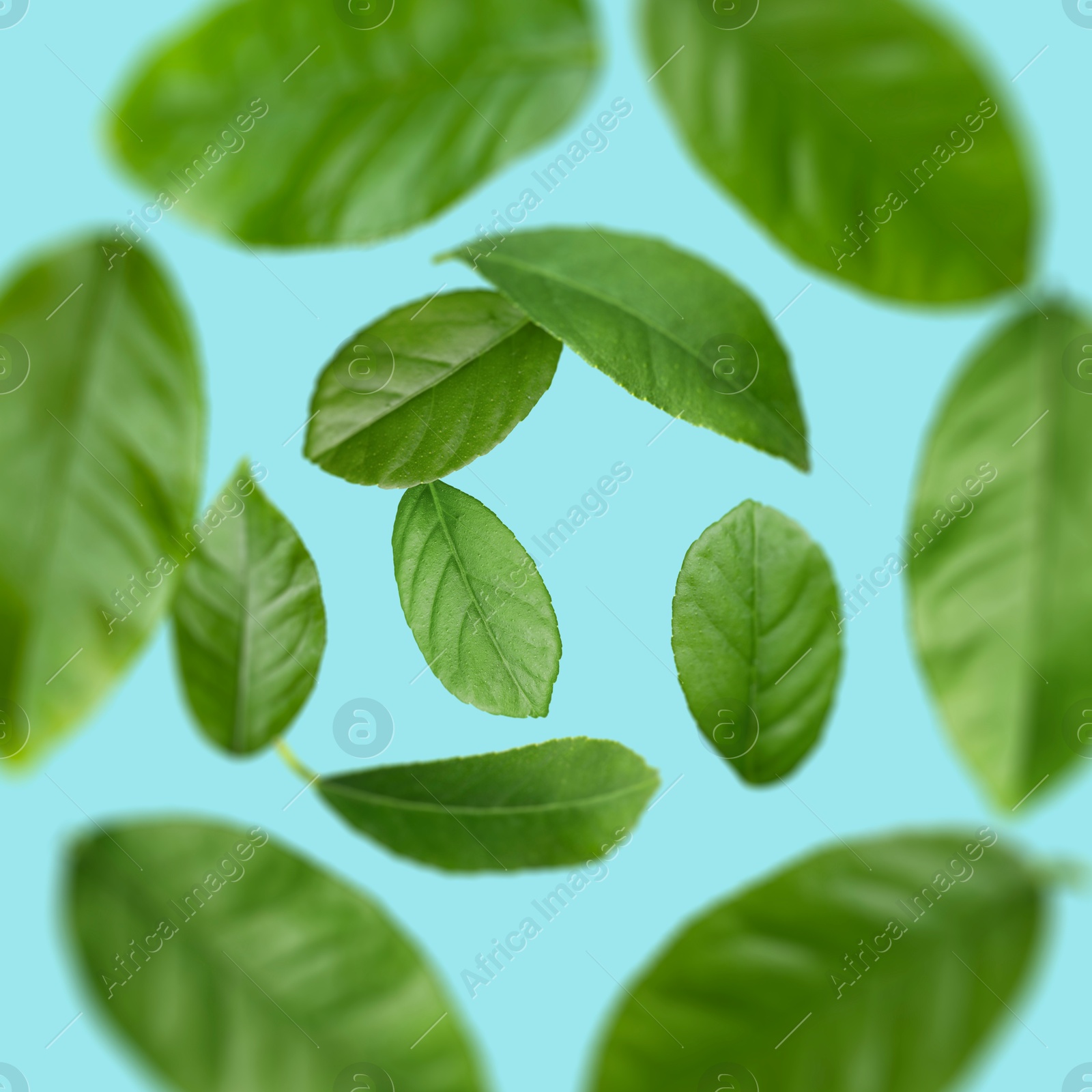 Image of Green leaves swirling in air on light blue background