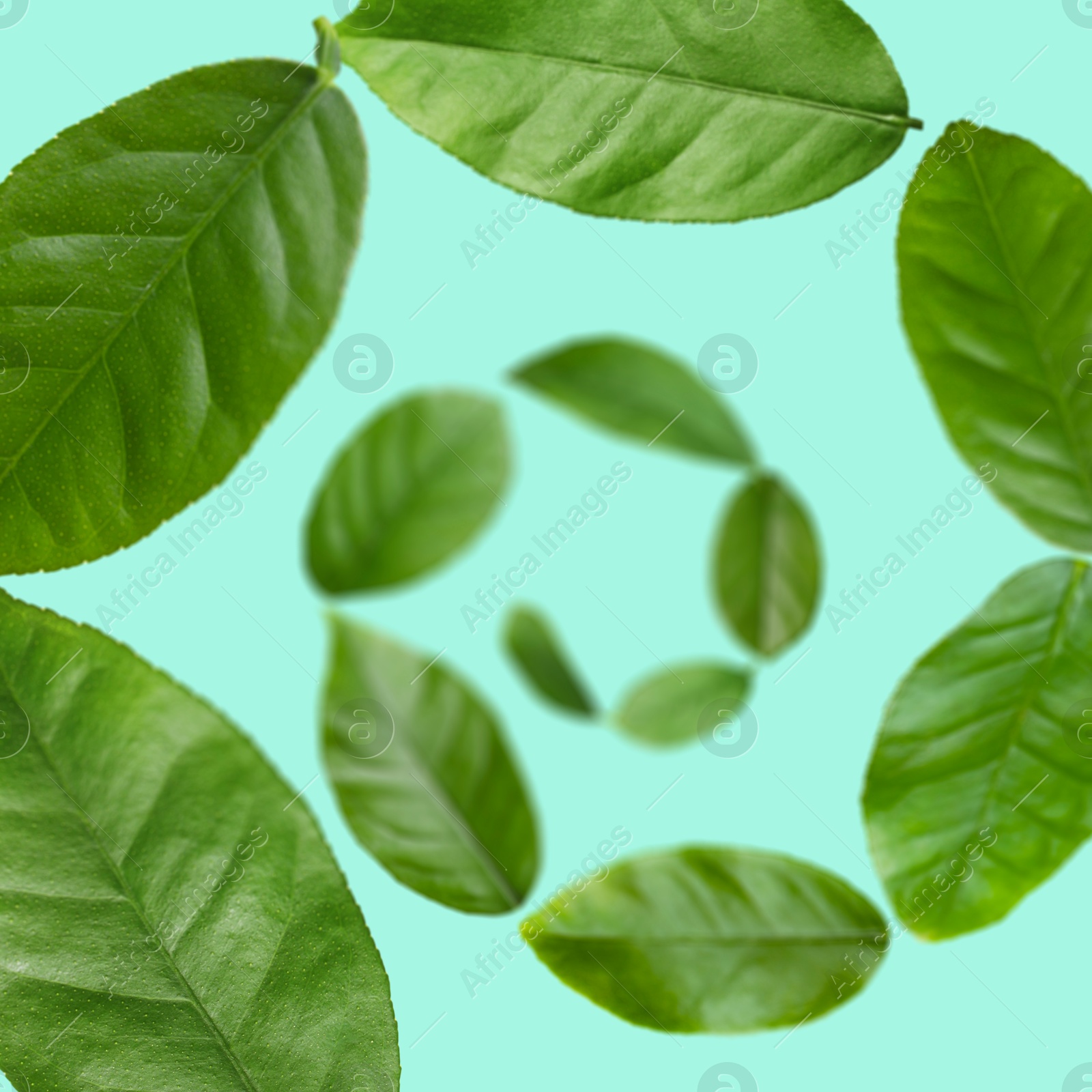 Image of Green leaves swirling in air on turquoise background