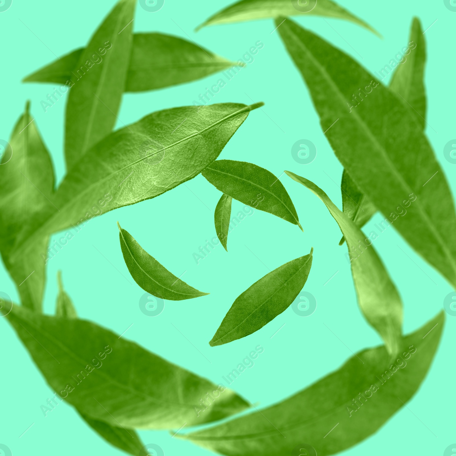 Image of Green leaves swirling in air on turquoise background