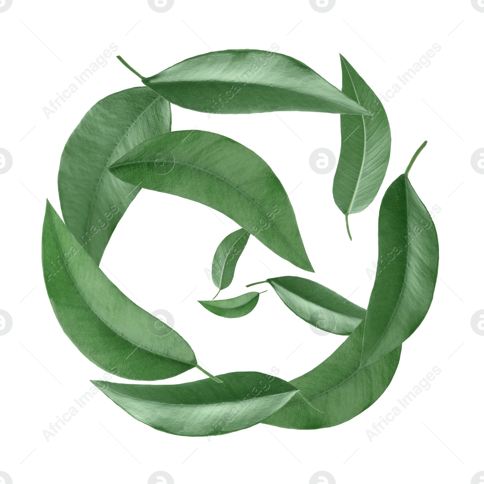 Image of Green leaves swirling in air on white background