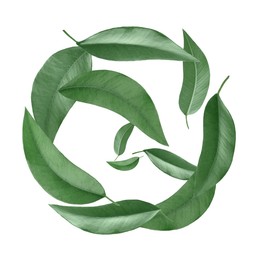 Image of Green leaves swirling in air on white background