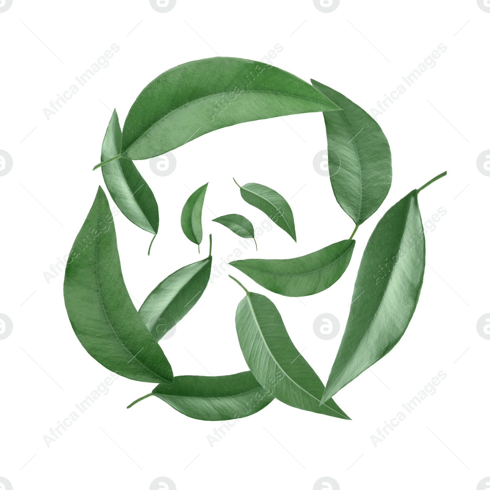 Image of Green leaves swirling in air on white background