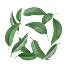 Image of Green leaves swirling in air on white background