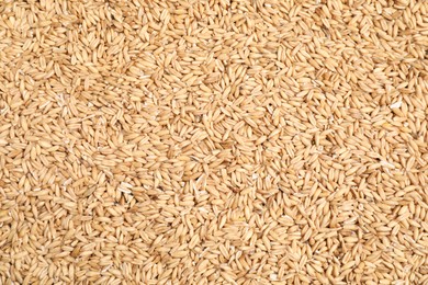 Photo of Pile of oat grains as background, top view