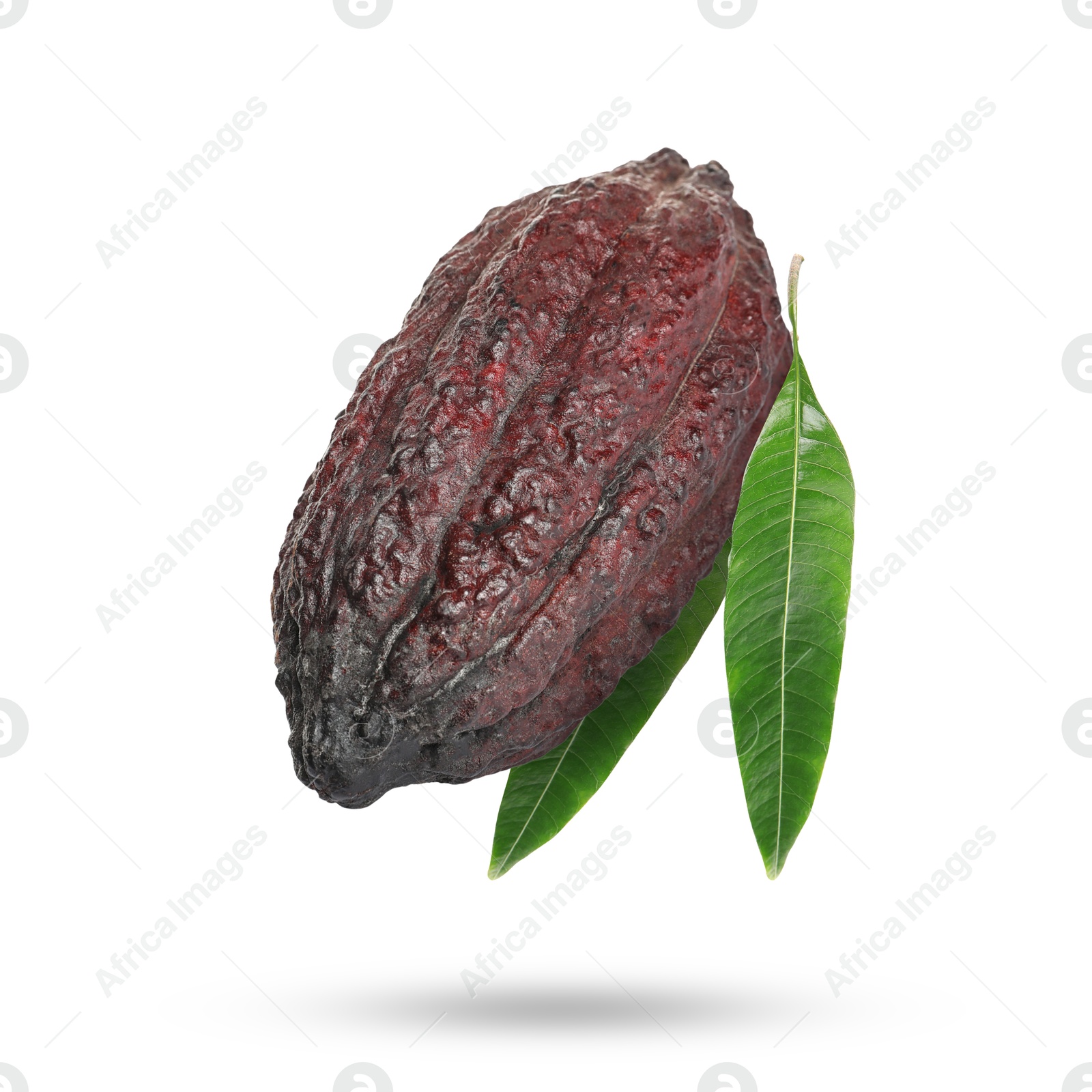 Image of Cocoa pod with green leaves in air on white background