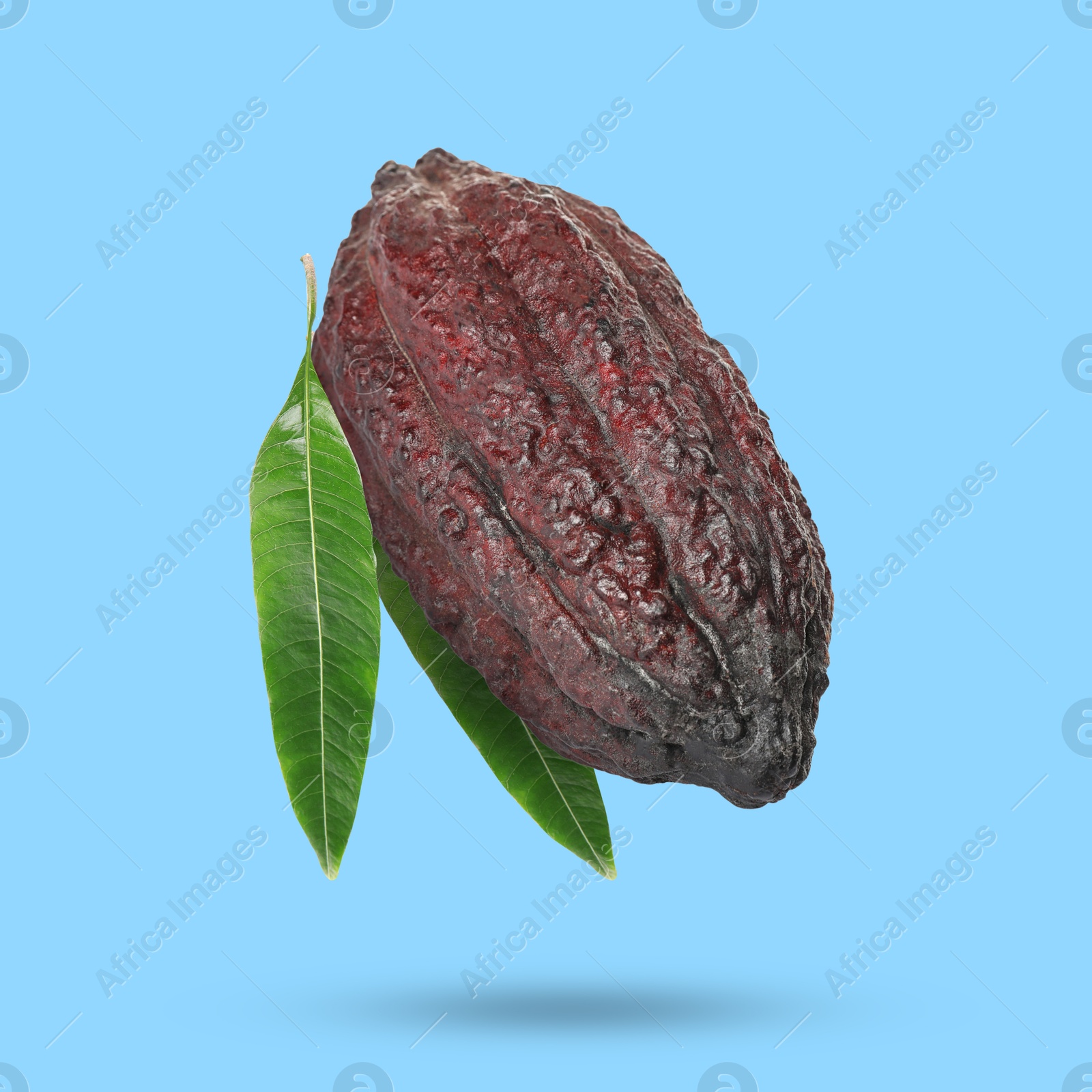 Image of Cocoa pod with green leaves in air on light blue background