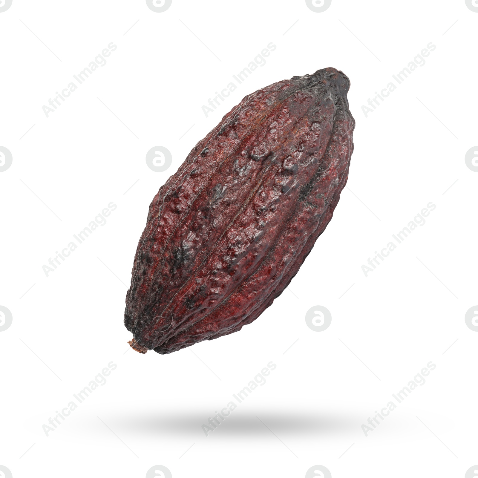 Image of Cocoa pod in air on white background