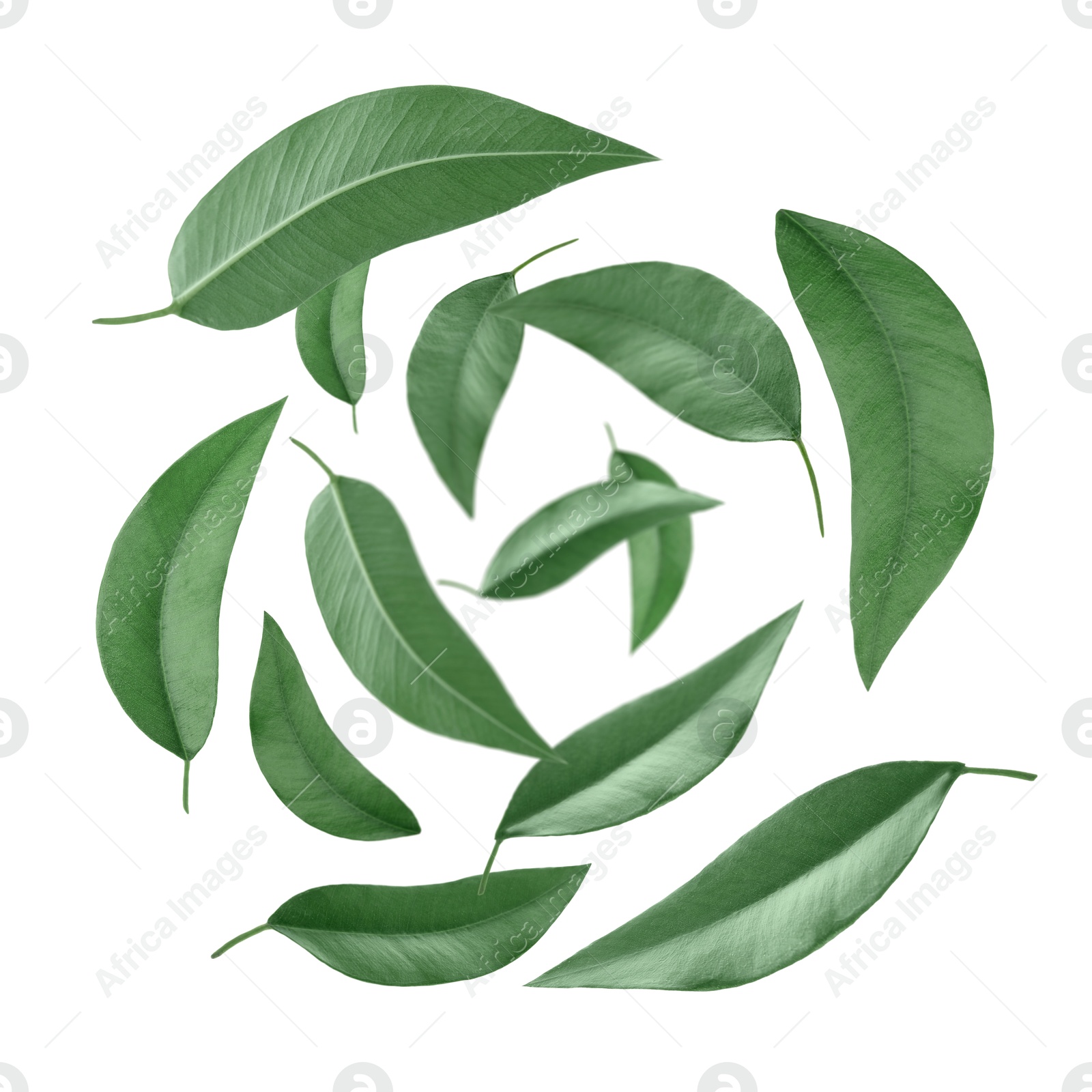 Image of Green leaves swirling in air on white background