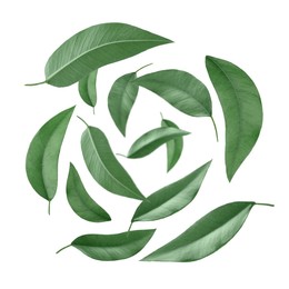 Image of Green leaves swirling in air on white background