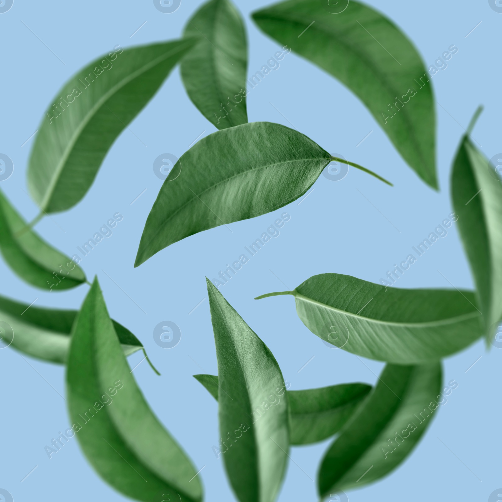 Image of Green leaves swirling in air on light blue background