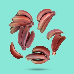 Red baby bananas falling on turquoise background