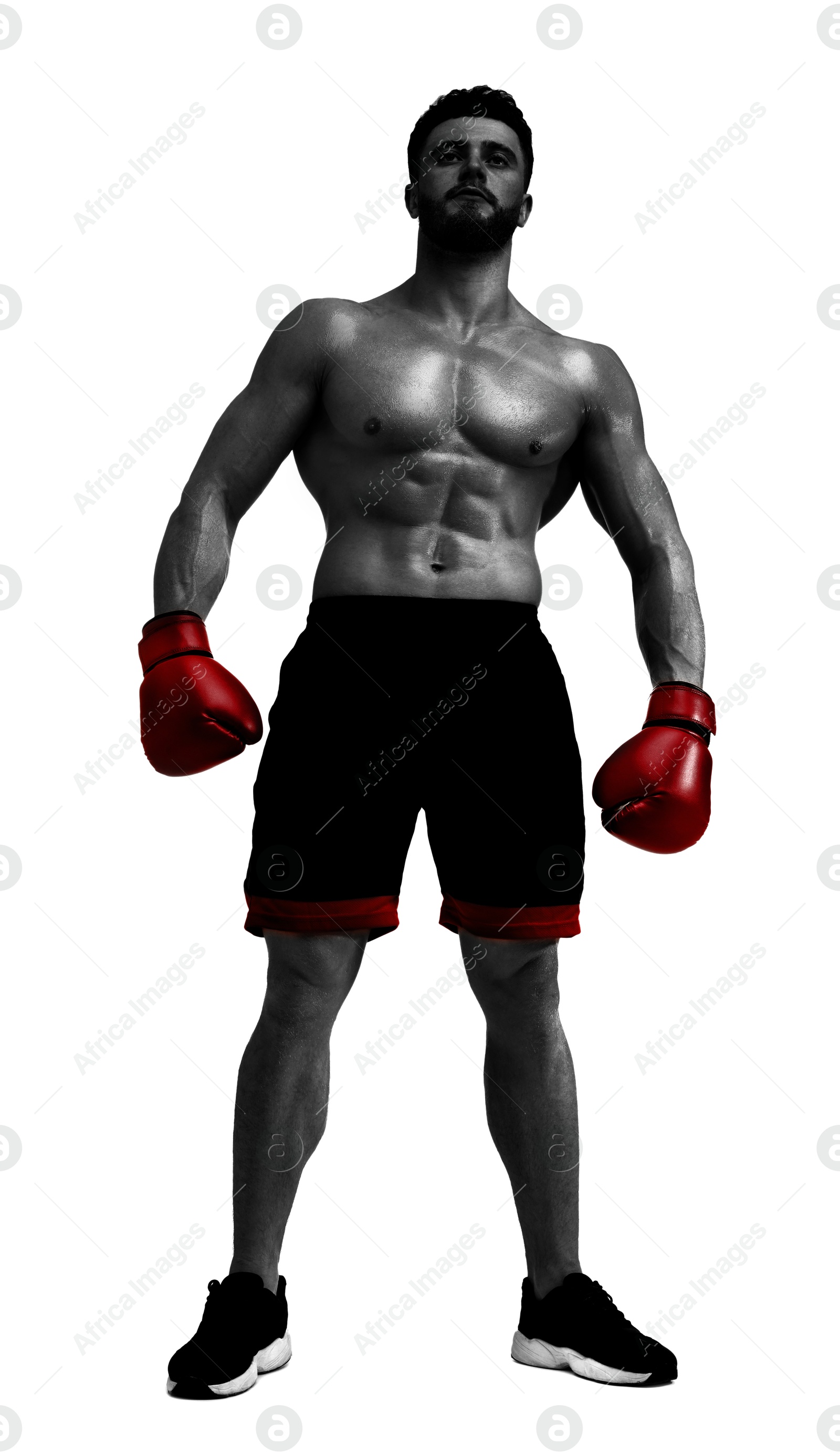 Image of Man in red boxing gloves on white background. Black-and-white effect with color accent