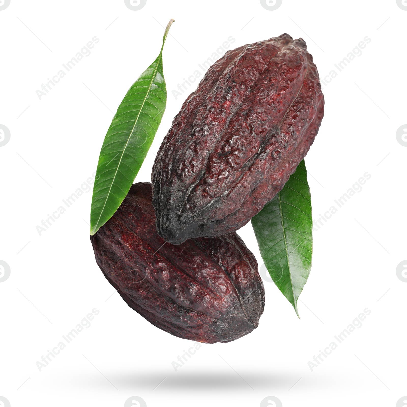 Image of Cocoa pods and green leaves in air on white background