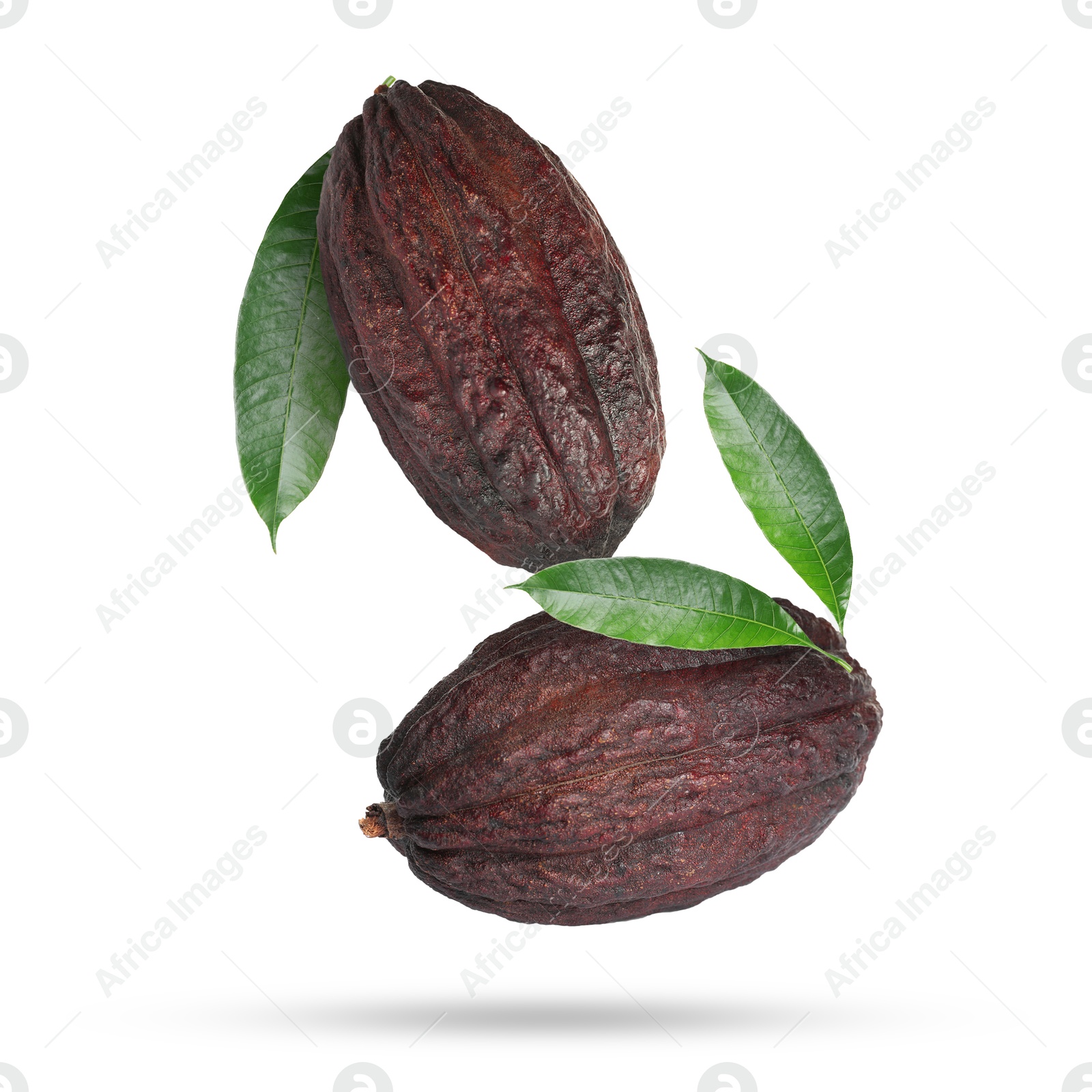 Image of Cocoa pods and green leaves in air on white background