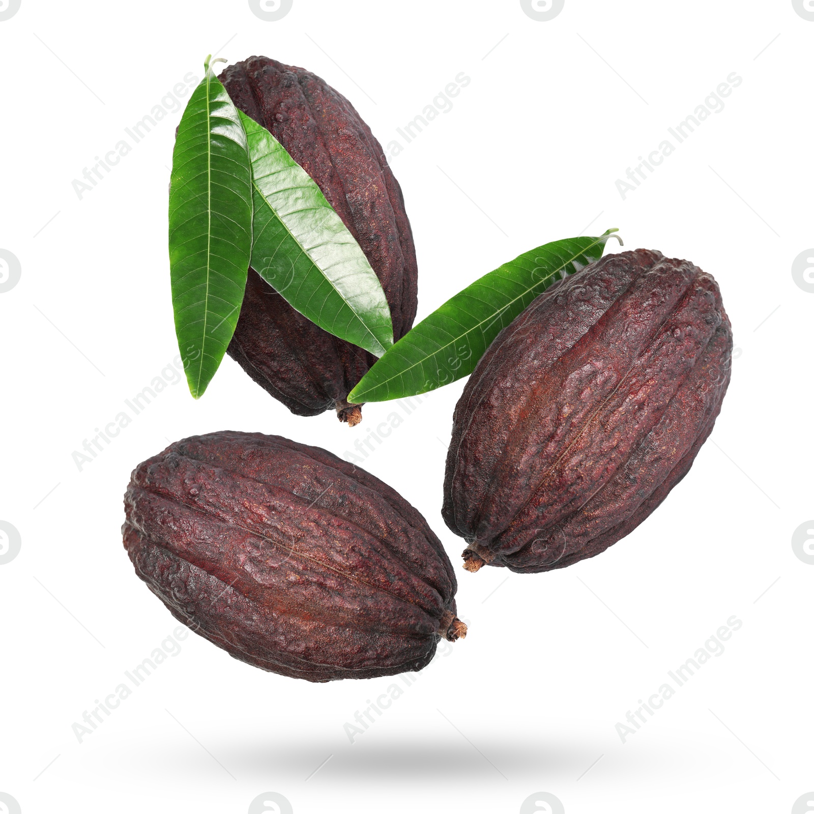 Image of Cocoa pods and green leaves in air on white background